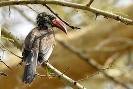 Crowned Hornbill