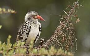 Southern Red-billed Hornbill