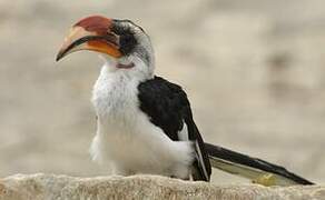 Von der Decken's Hornbill