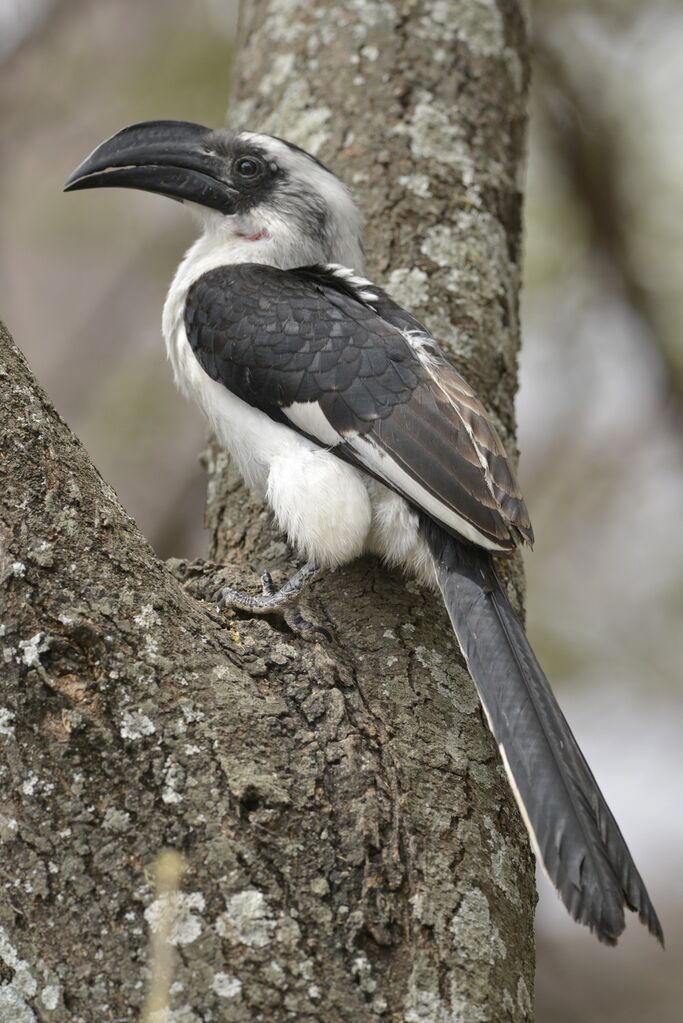 Von der Decken's Hornbill female adult