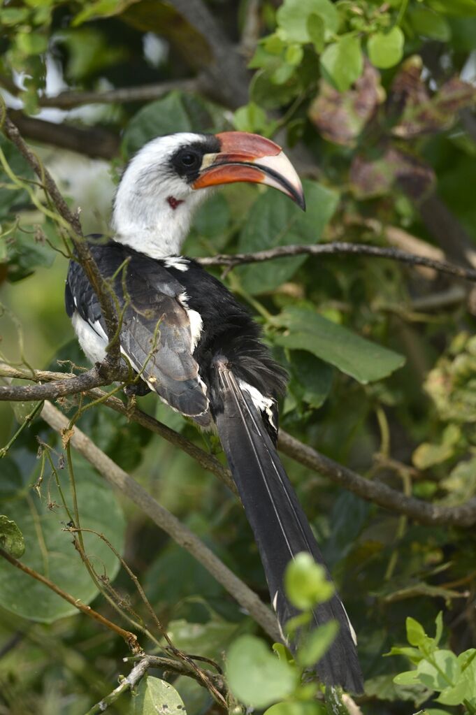 Von der Decken's Hornbill male adult