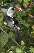 Von der Decken's Hornbill