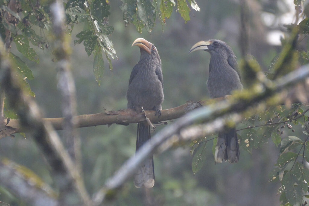 Malabar Grey Hornbilladult