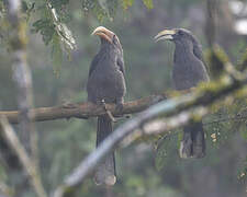 Malabar Grey Hornbill