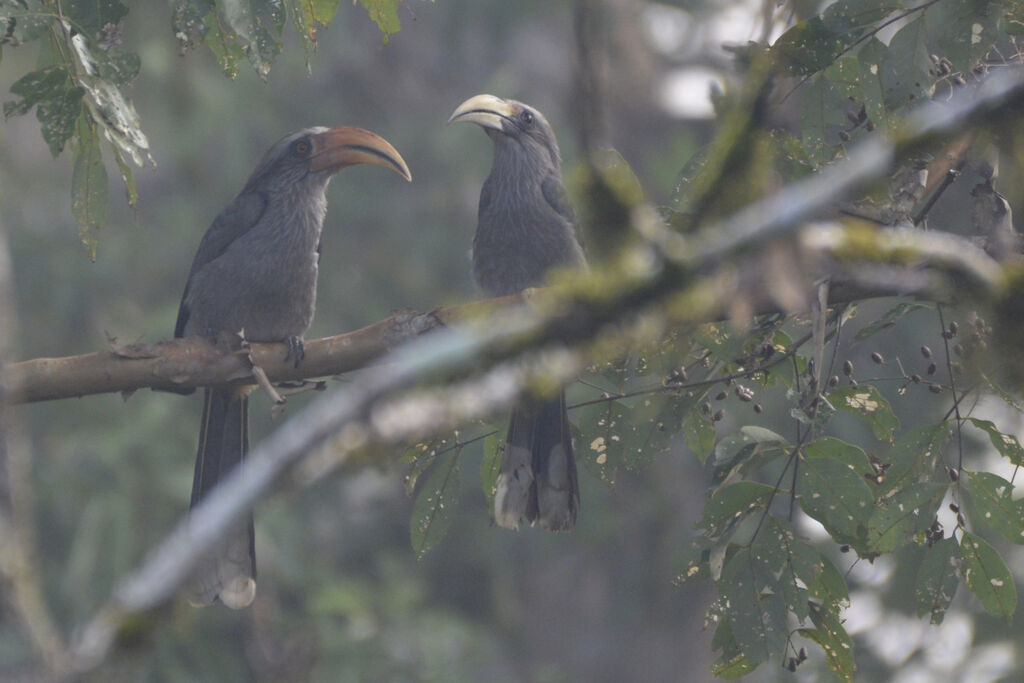 Malabar Grey Hornbilladult