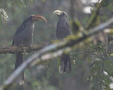 Malabar Grey Hornbill