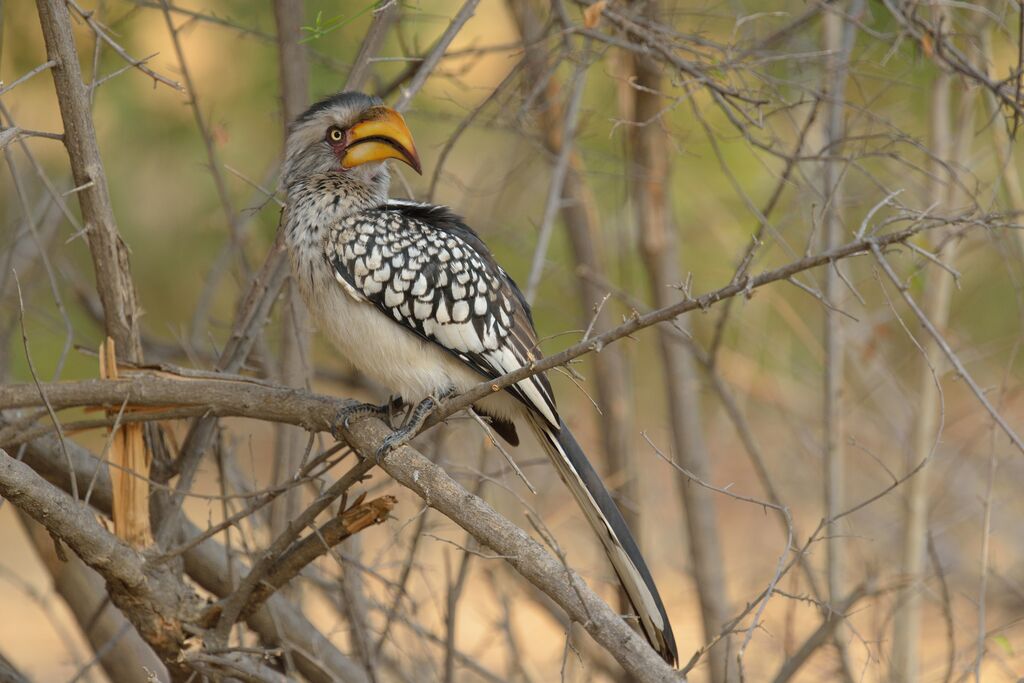 Southern Yellow-billed Hornbilladult
