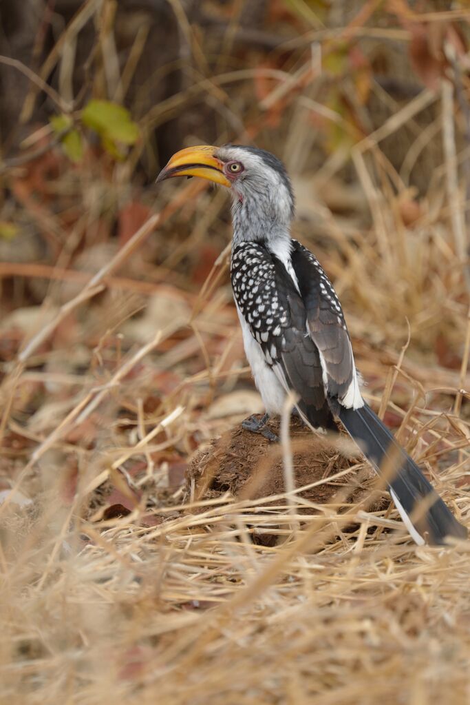 Southern Yellow-billed Hornbilladult