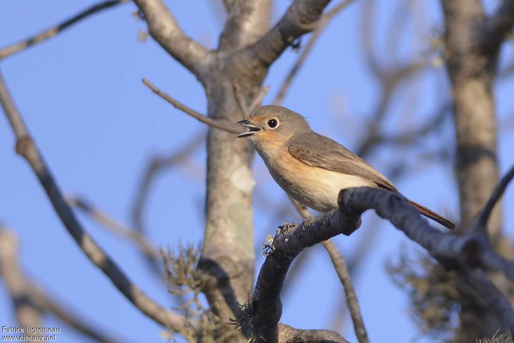 Red-tailed Vanga female adult, identification