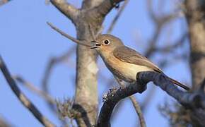 Red-tailed Vanga