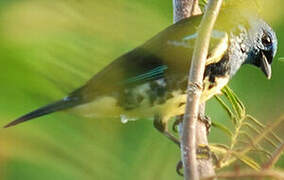 Turquoise Tanager