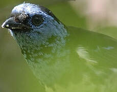 Turquoise Tanager