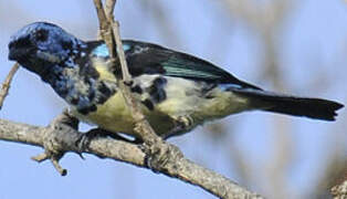 Turquoise Tanager