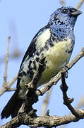 Turquoise Tanager