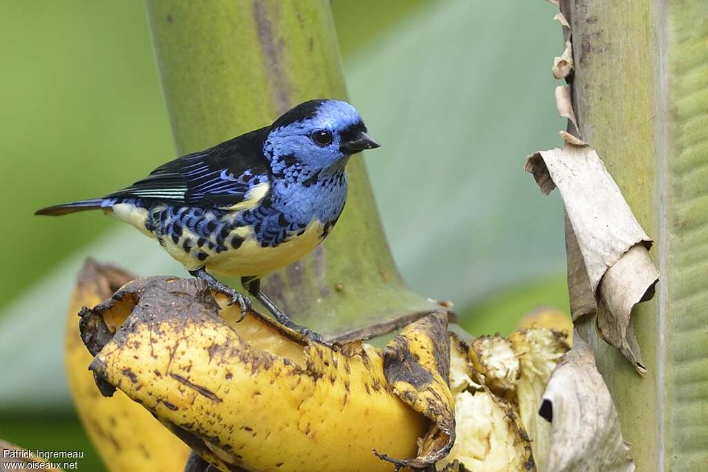 Turquoise Tanager male adult, identification, feeding habits