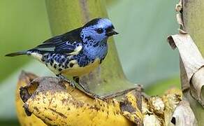 Turquoise Tanager