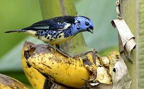 Turquoise Tanager