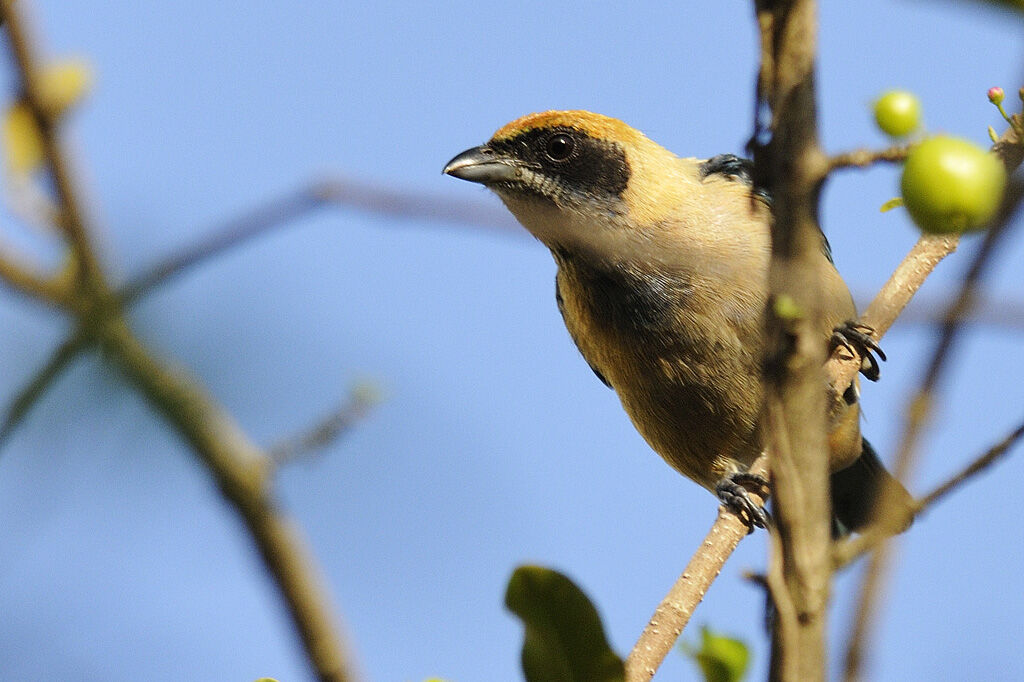 Burnished-buff Tanager male adult