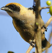 Burnished-buff Tanager