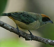 Burnished-buff Tanager