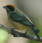 Burnished-buff Tanager