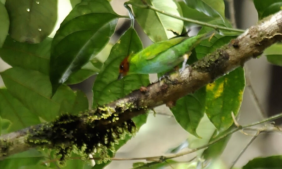 Bay-headed Tanager male adult