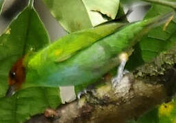 Bay-headed Tanager