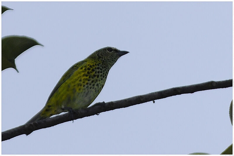 Spotted Tanager