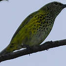 Calliste syacou