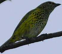 Spotted Tanager