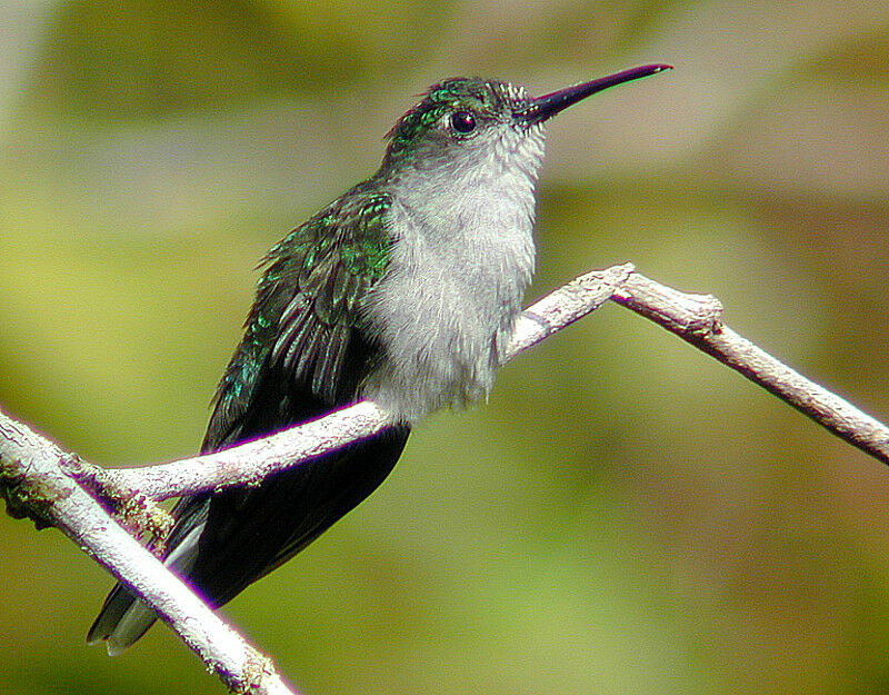 Grey-breasted Sabrewing