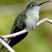 Grey-breasted Sabrewing