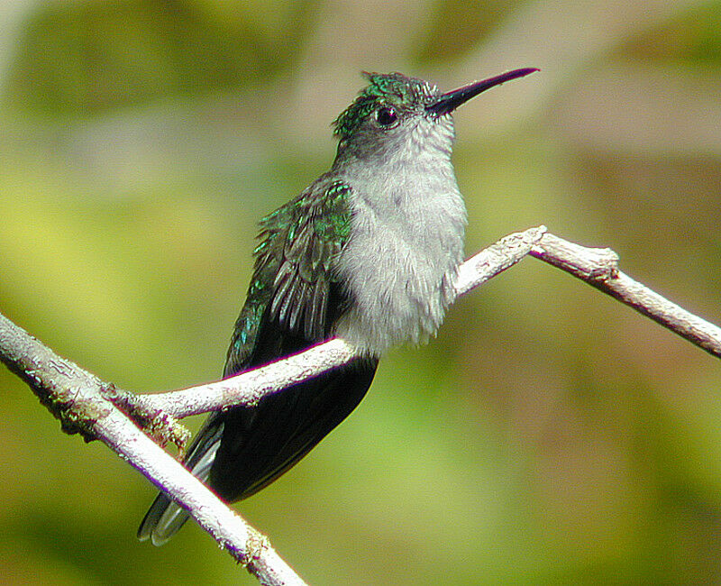 Grey-breasted Sabrewing