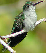 Grey-breasted Sabrewing