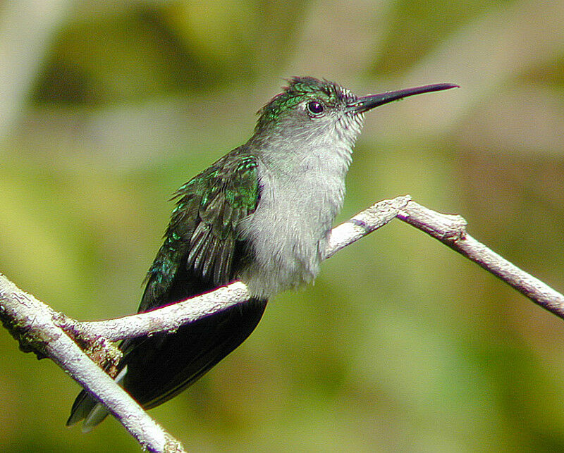 Grey-breasted Sabrewing