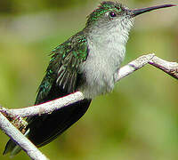 Grey-breasted Sabrewing