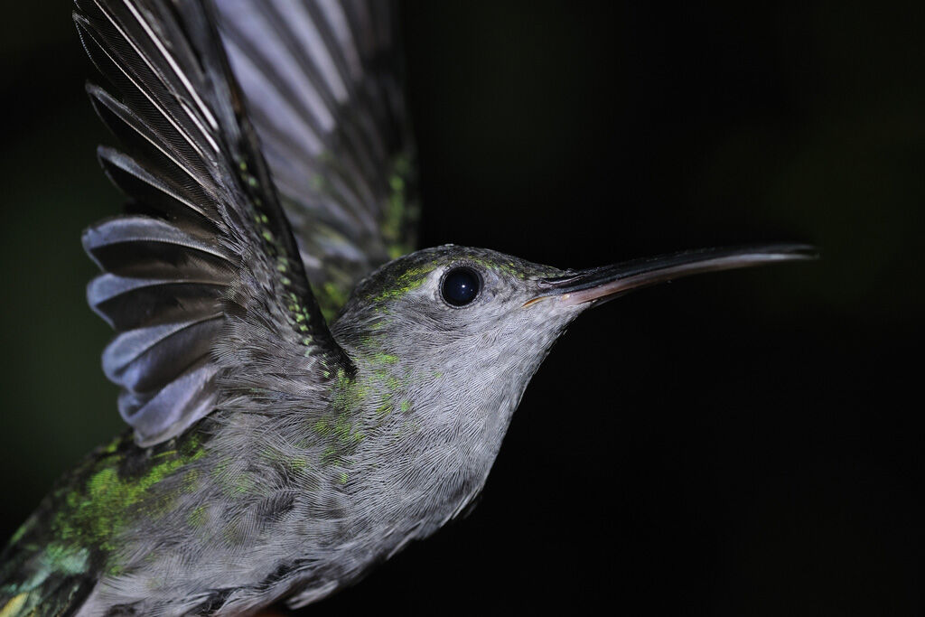 Grey-breasted Sabrewingadult