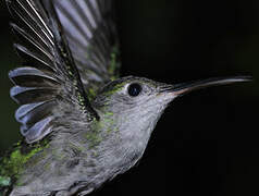 Grey-breasted Sabrewing