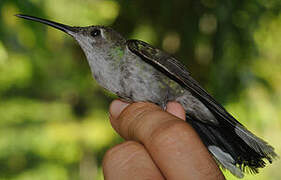 Grey-breasted Sabrewing