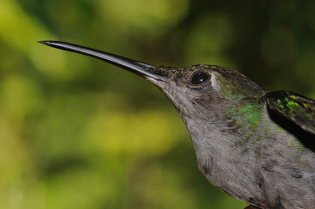 Grey-breasted Sabrewingadult