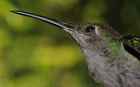 Grey-breasted Sabrewing