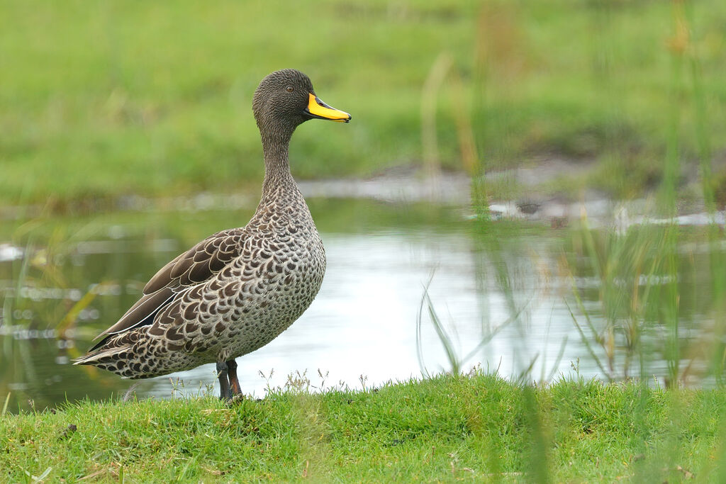 Canard à bec jaune