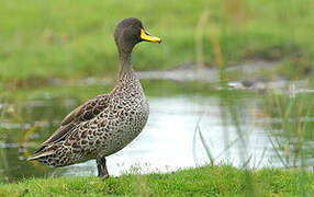 Yellow-billed Duck