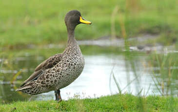 Canard à bec jaune