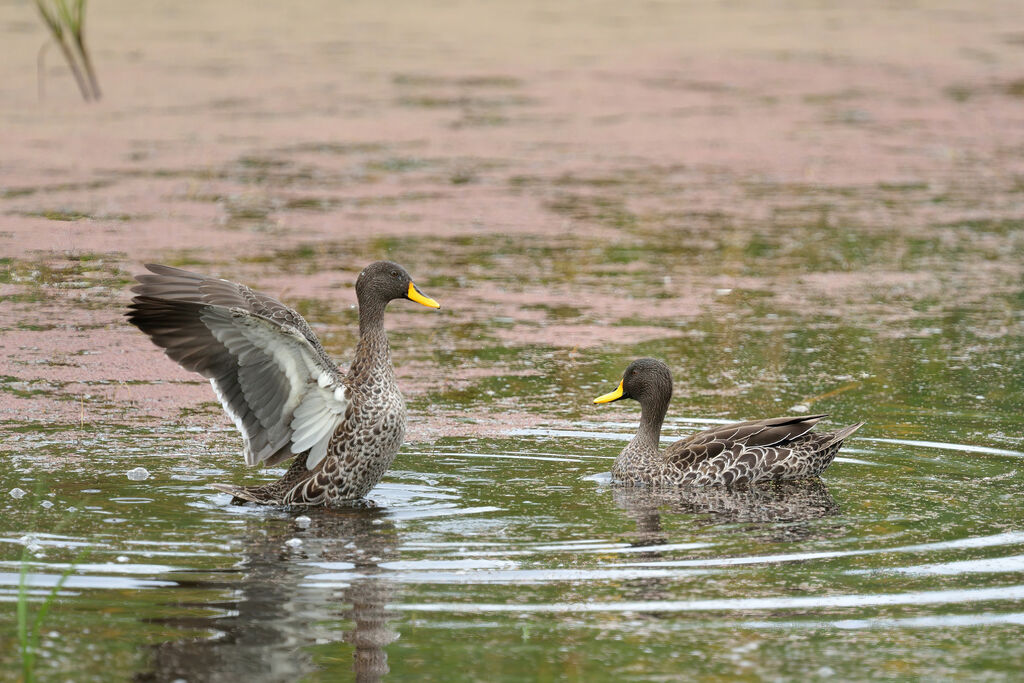 Yellow-billed Duckadult