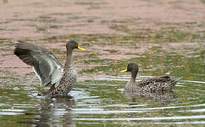 Yellow-billed Duck