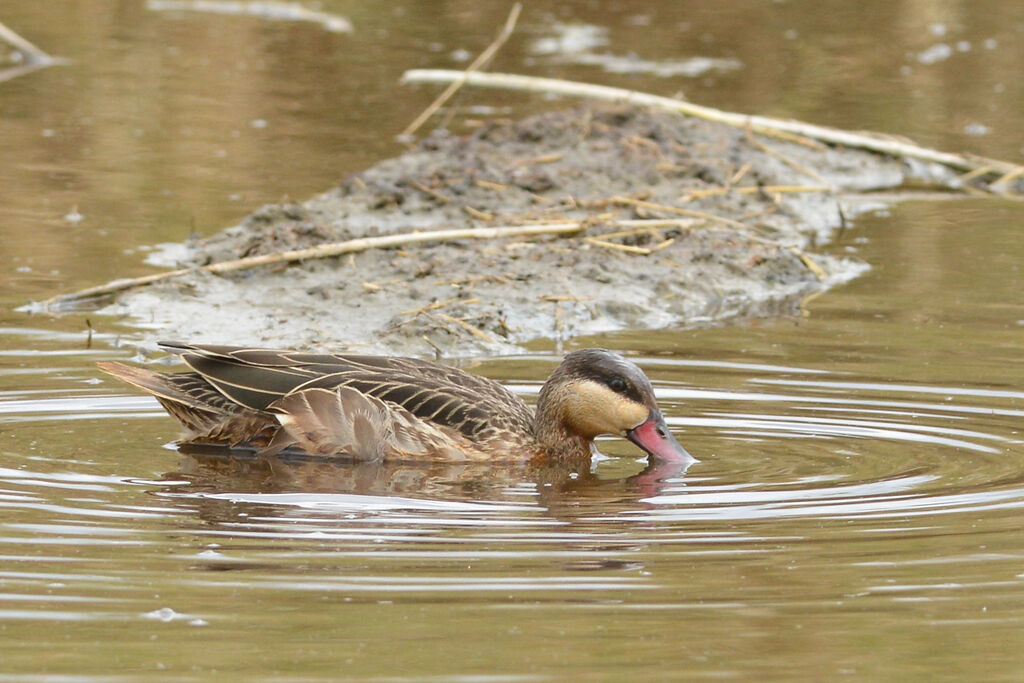 Canard à bec rougeadulte