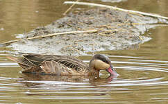 Canard à bec rouge