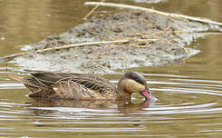 Canard à bec rouge