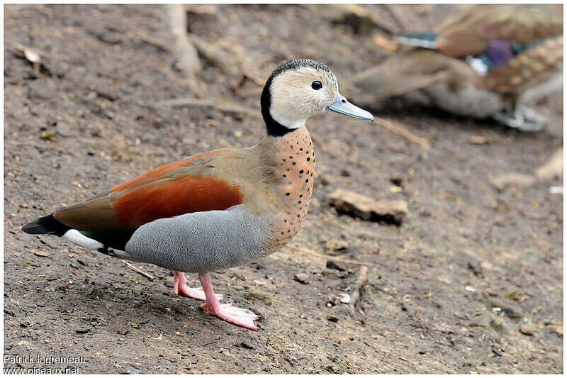 Ringed Teal male adult, identification